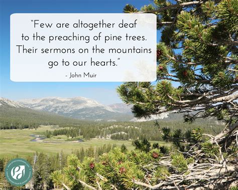 pine trees quotes|Quotes about Pine Trees (54 quotes) .